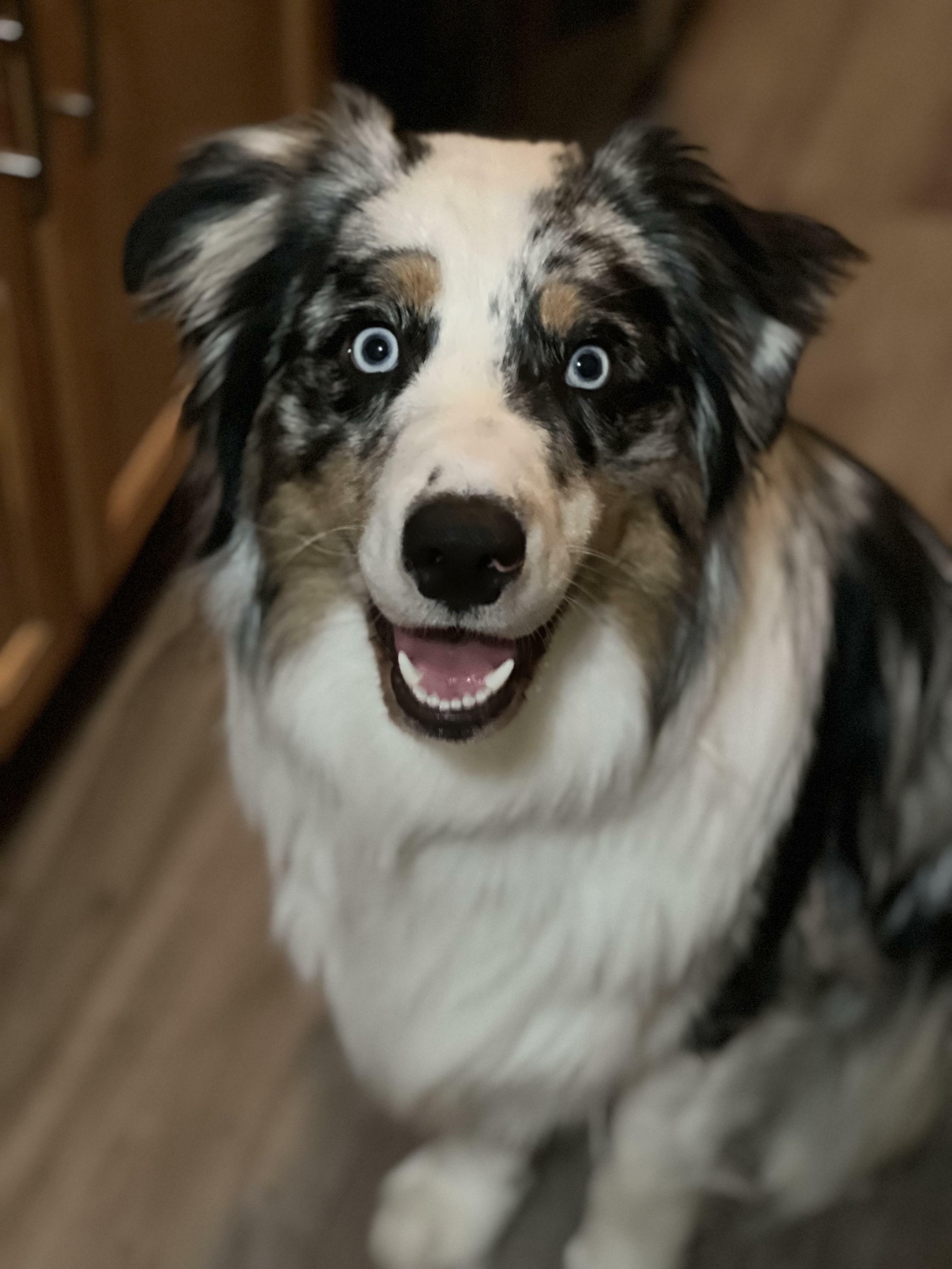 My Family Has Never Had A Dog Before And Today We Adopted This 15-Month-Old Boy. Meet Cairo!