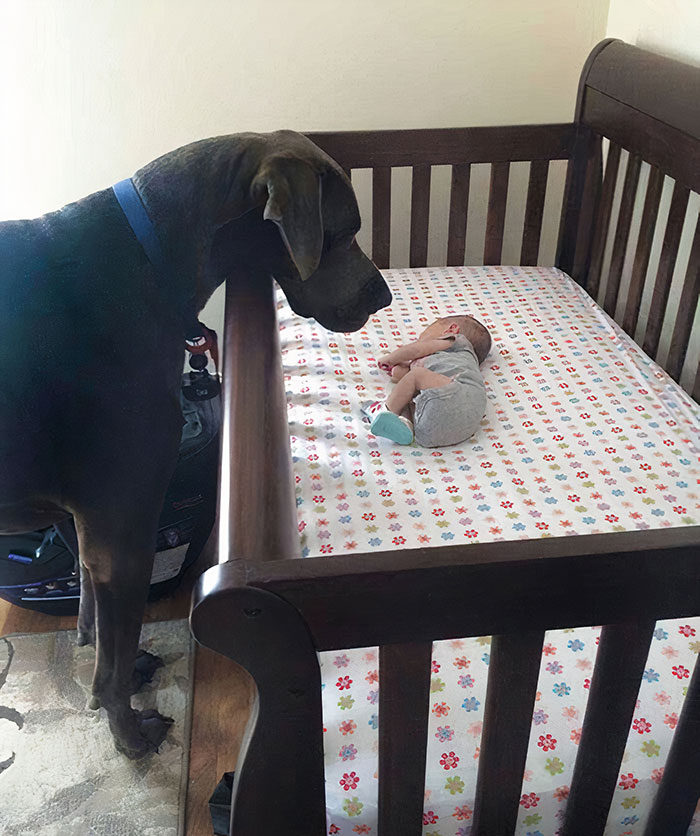 quel chien extraordinaire