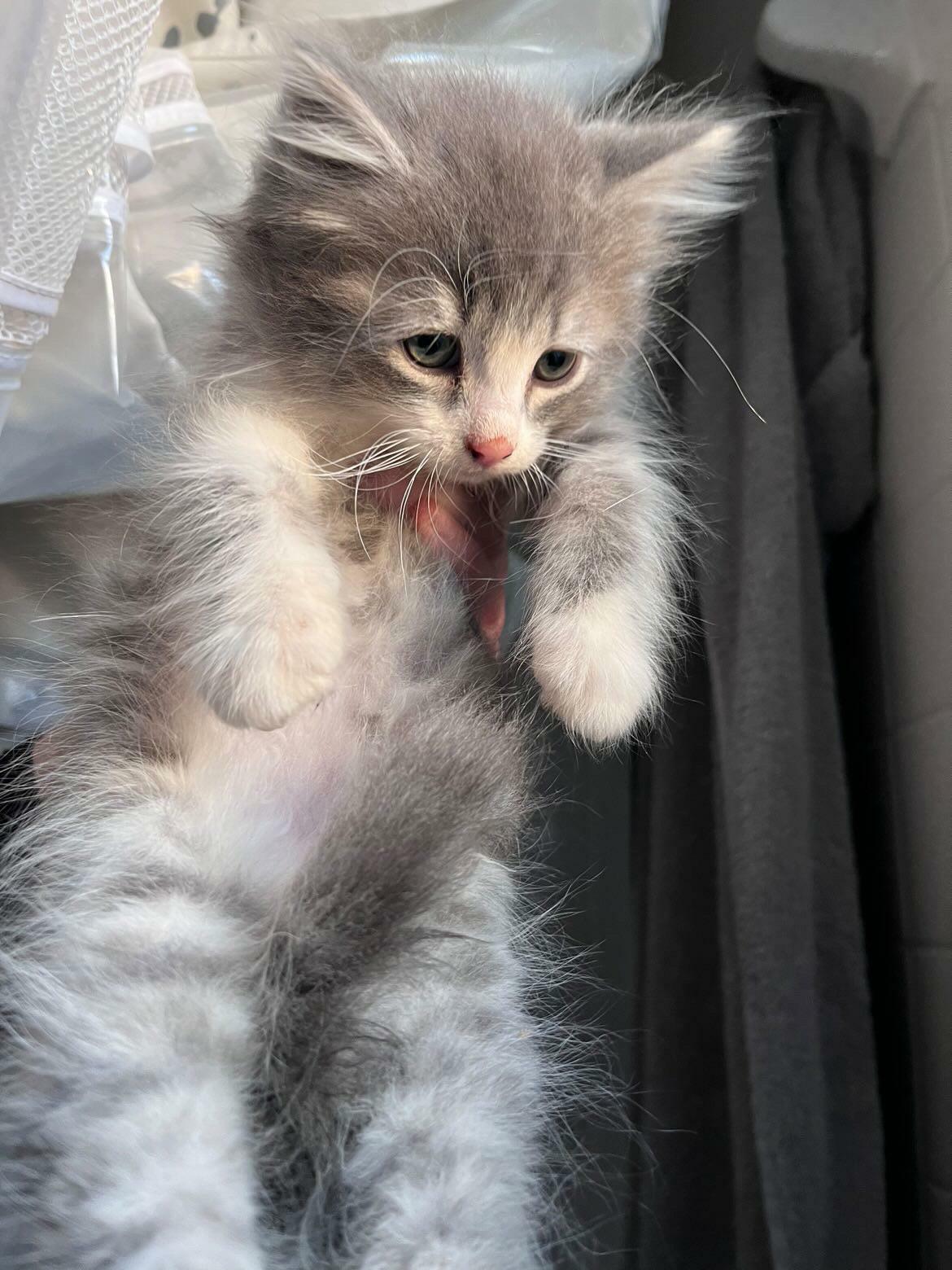 Adopted This Sweet Boy Today