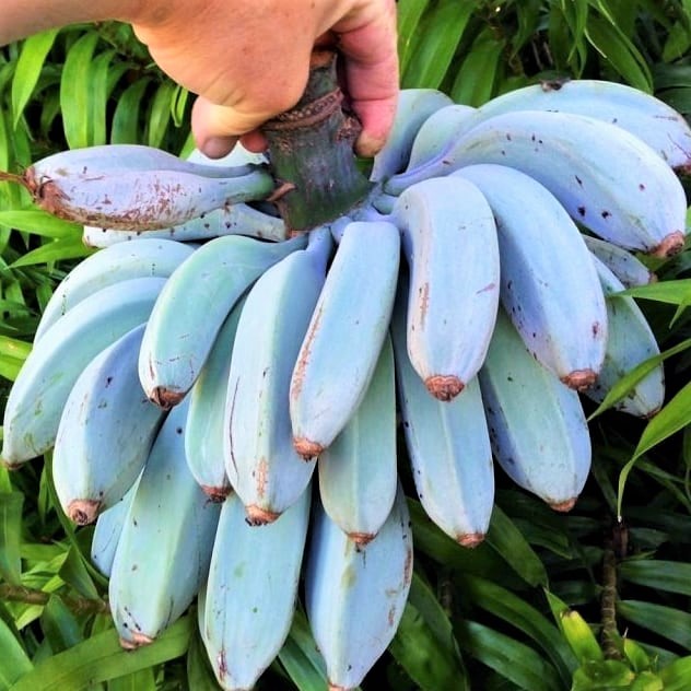 bleu java banane