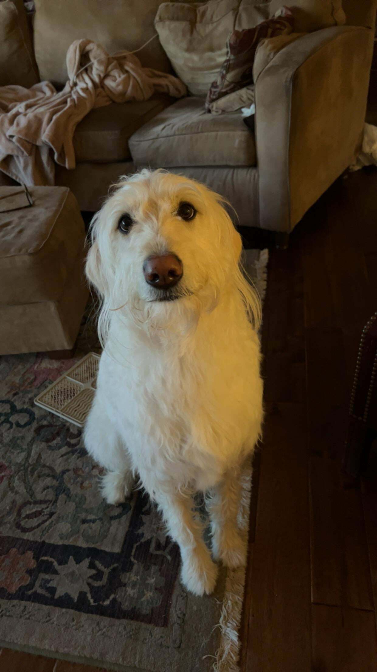My Parents Just Adopted This Sweet Girl