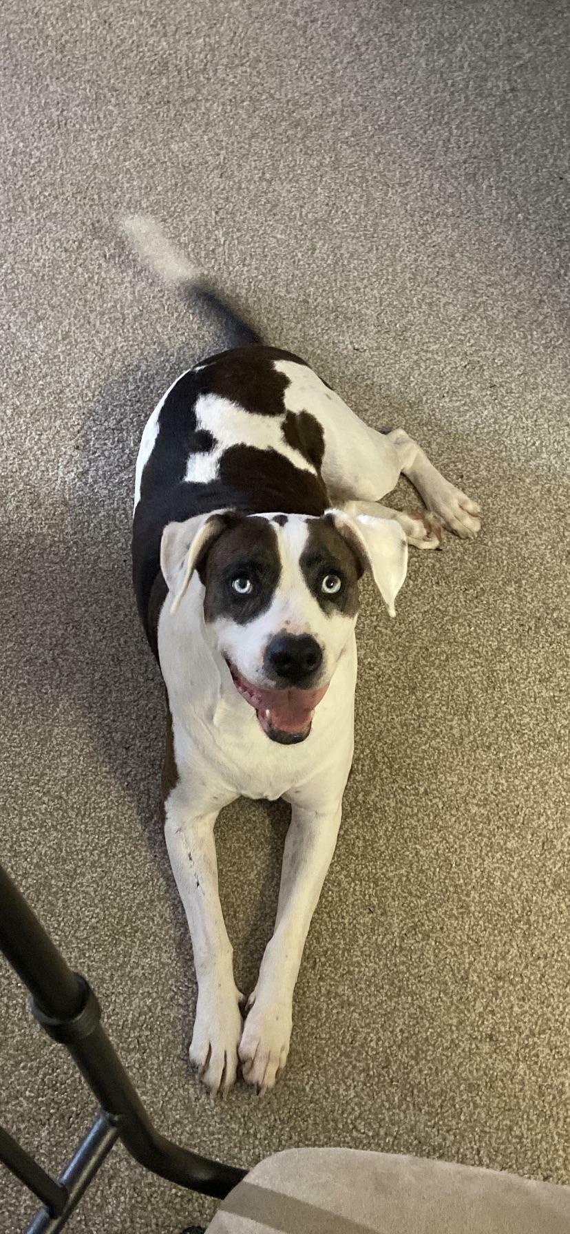 What Breed Do You Think My Rescue Is?