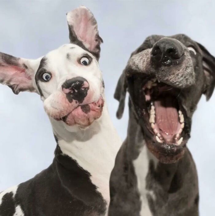 mutka & luna, 2 dogues de finlande