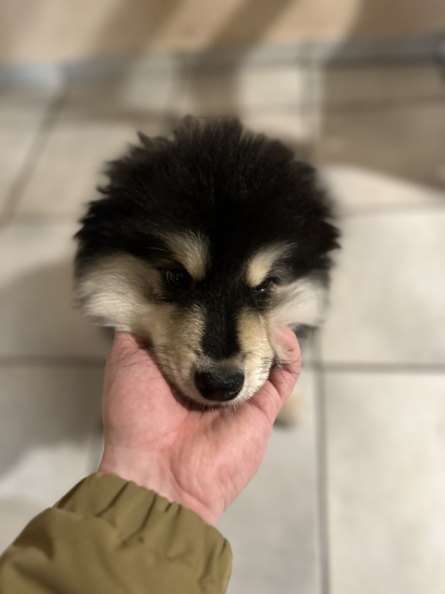 [oc] Recently Adopted This Fluffy Dude