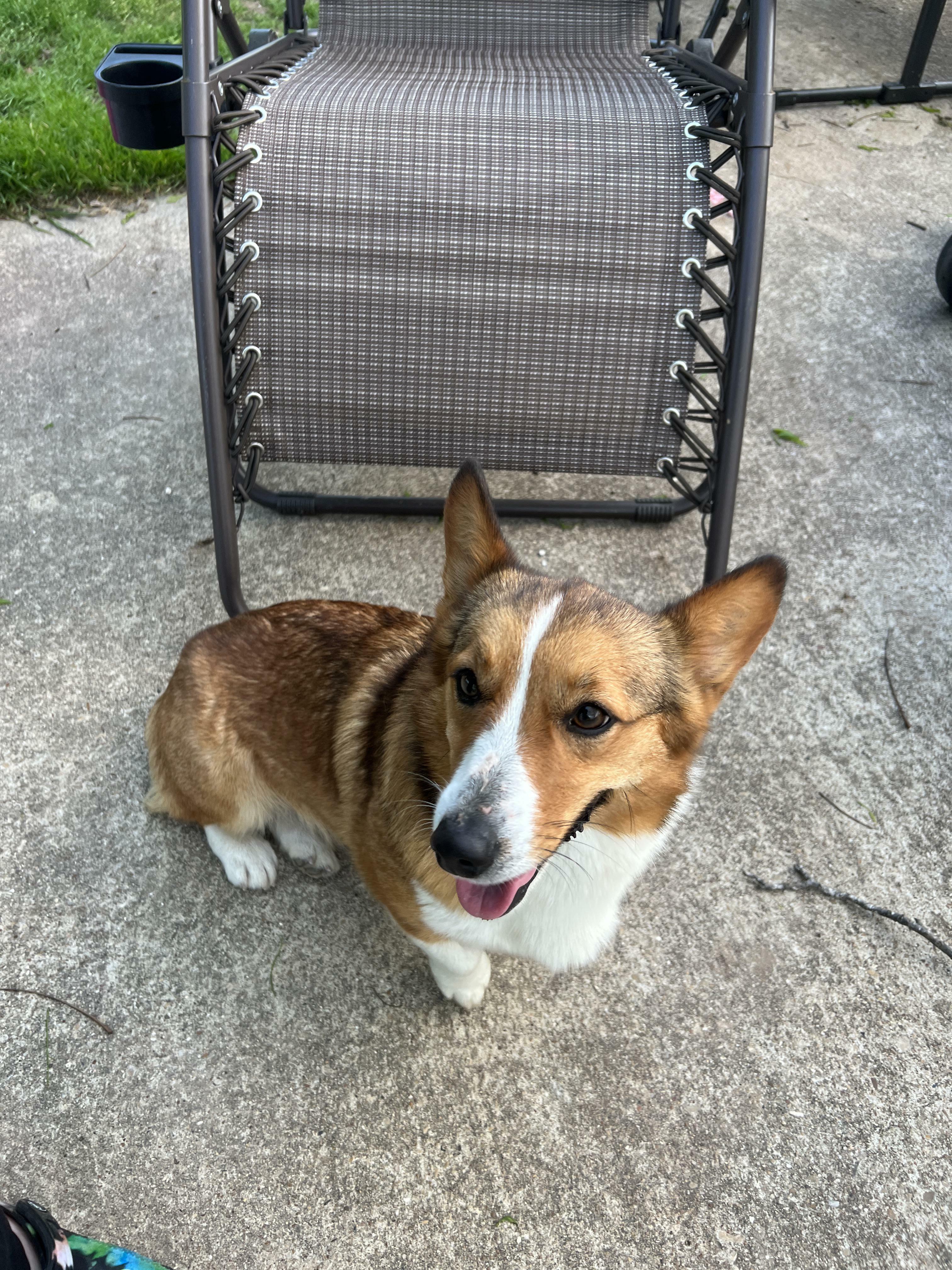 Just Adopted This Sweet Girl From A Breeder Who Didn’t Want Her