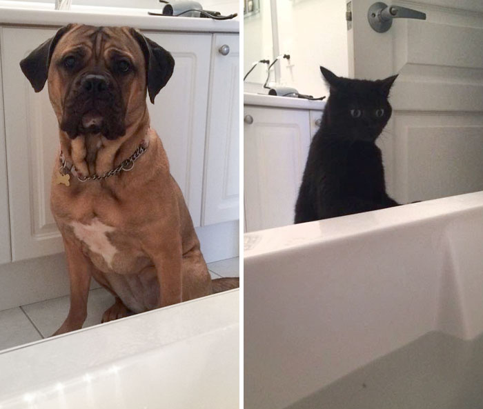 Mon chien m’a vu dans la baignoire pour la première fois. Elle était si inquiète qu’elle a dû appeler les secours. Le chat n’était pas impressionné non plus.