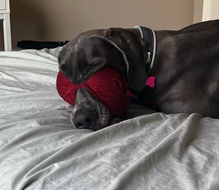 notre dogue allemand, clue, aime jouer avec les chaussettes et les sous-vêtements. ma soeur vient de m’envoyer ceci alors que je suis au travail… « Spiderman »