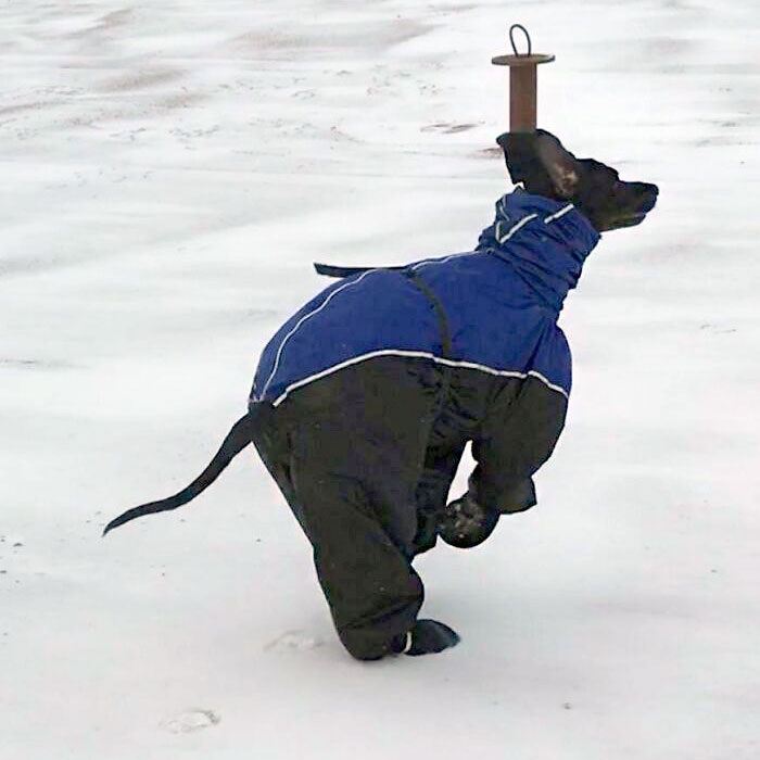 mon grand danois dans son habit de neige – je ne peux pas m’empêcher de rire de lui