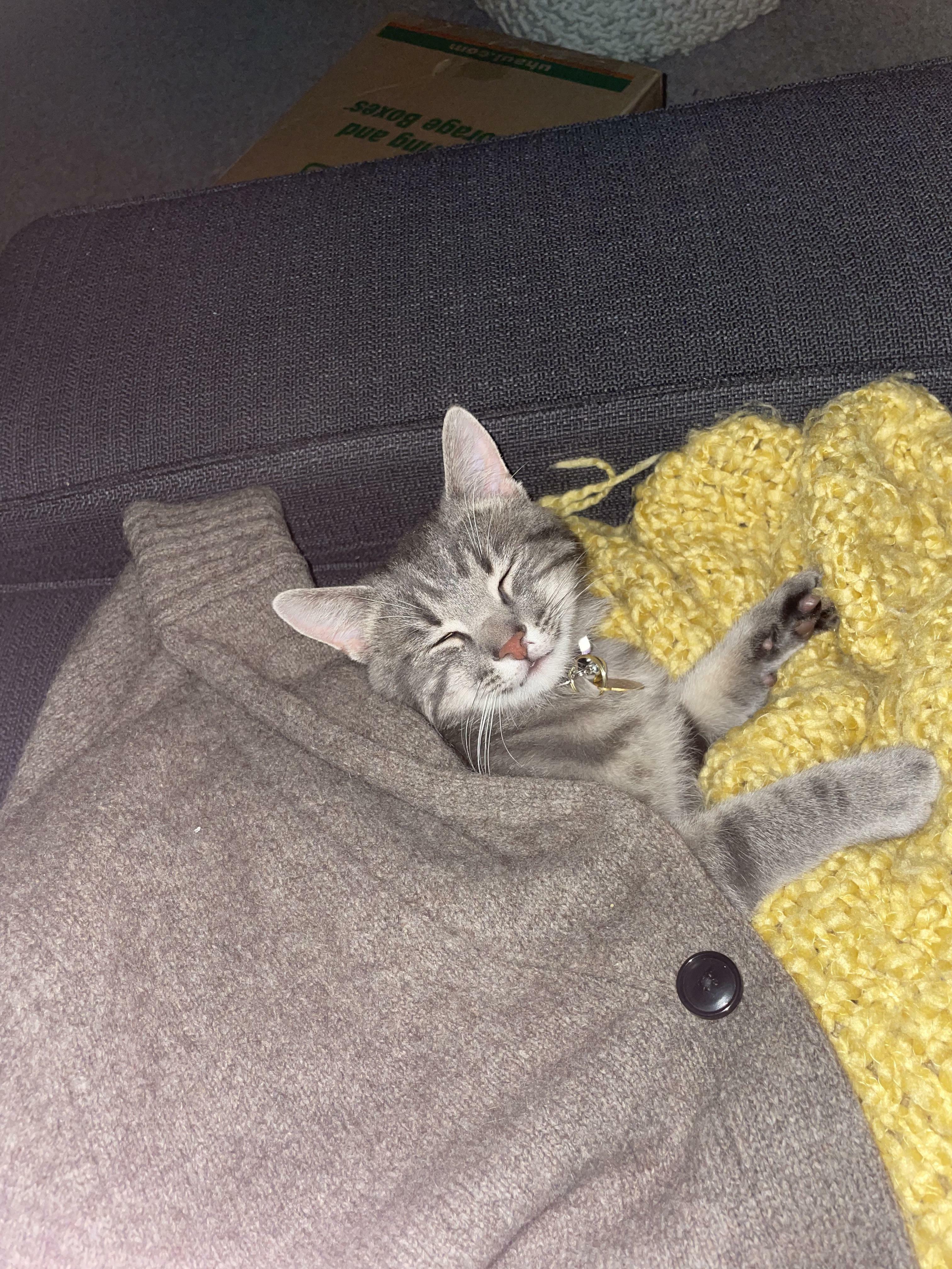 I Just Adopted This Boi And He’s Finally Taking A Nap While Not Hiding Under Something G