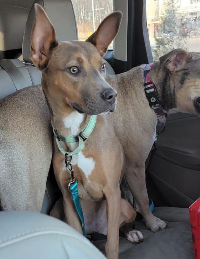 My Wife And I Just Adopted This Girl (Lucy) Yesterday. I Know She’s Mixed And Part Shepherd, But Does Anyone Have A Guess As To What Other Part She Might Be?