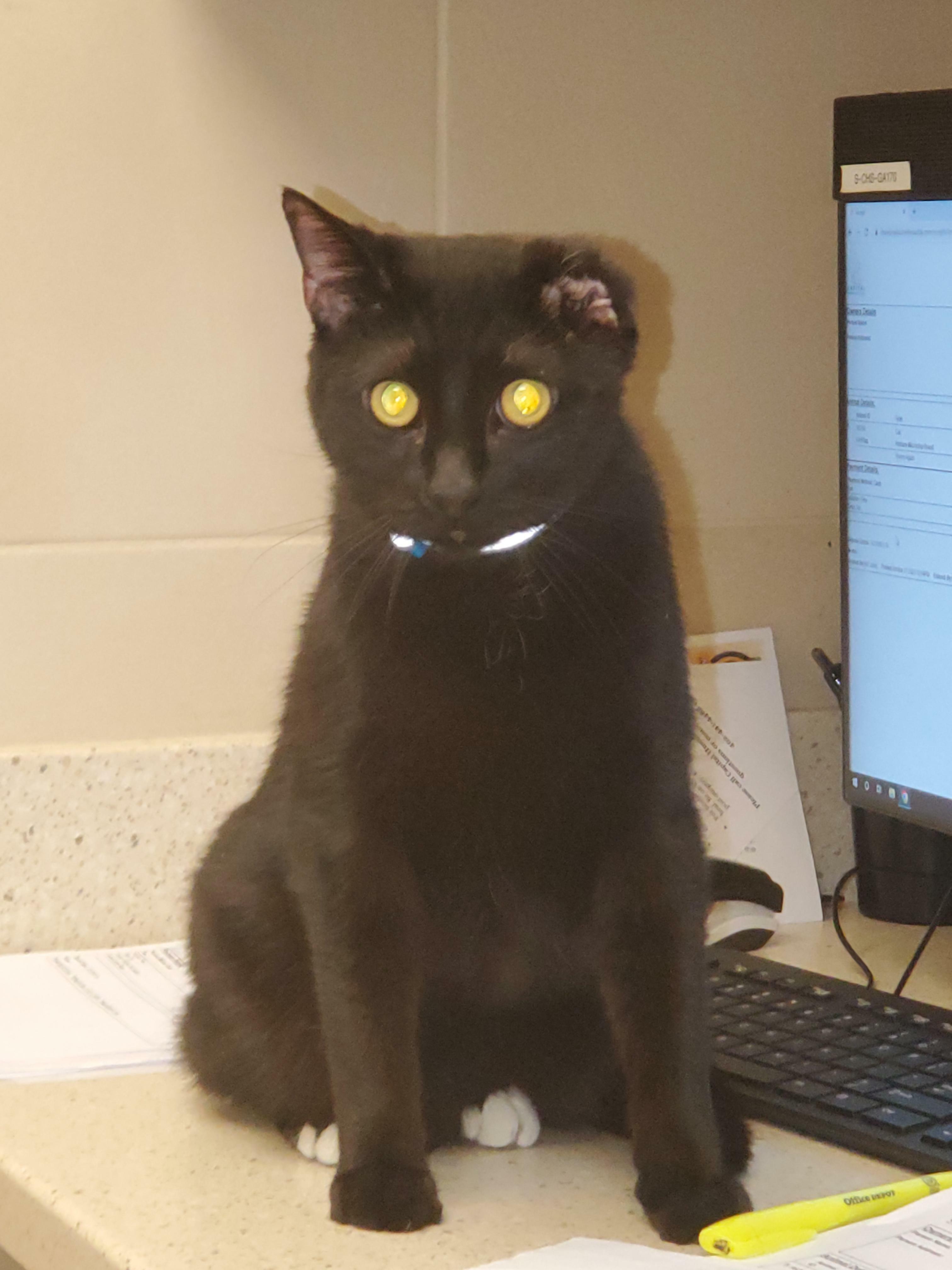 Yesterday I Posted How I Was Going To Adopt Vincent Today. A Kind Redditor Who Wants To Stay Anonymous Paid His Adoption Fees And Told Me To Pay It Forward. We're Home. The 1 Ear Cat And The 9 Finger Man