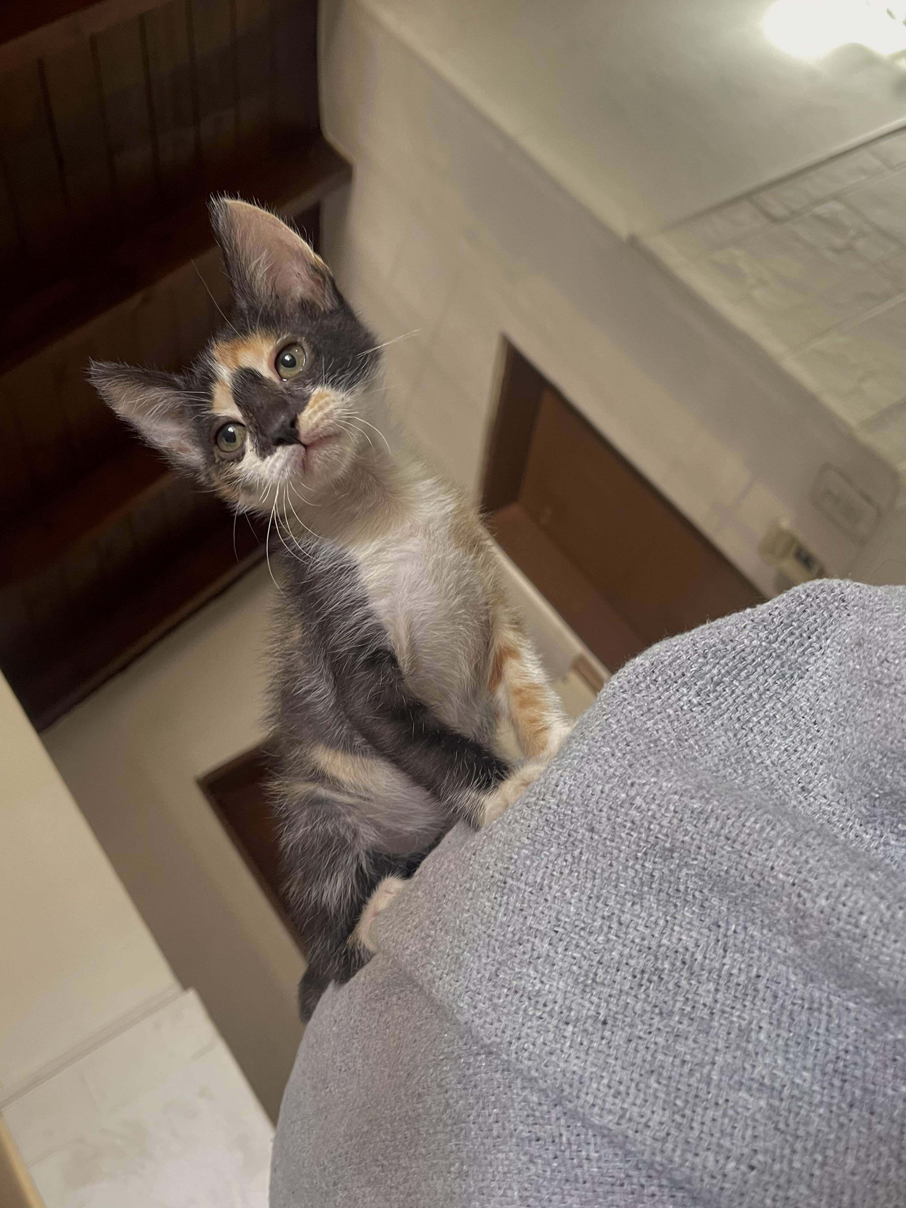 Adopted This Baby Stray A Week Ago