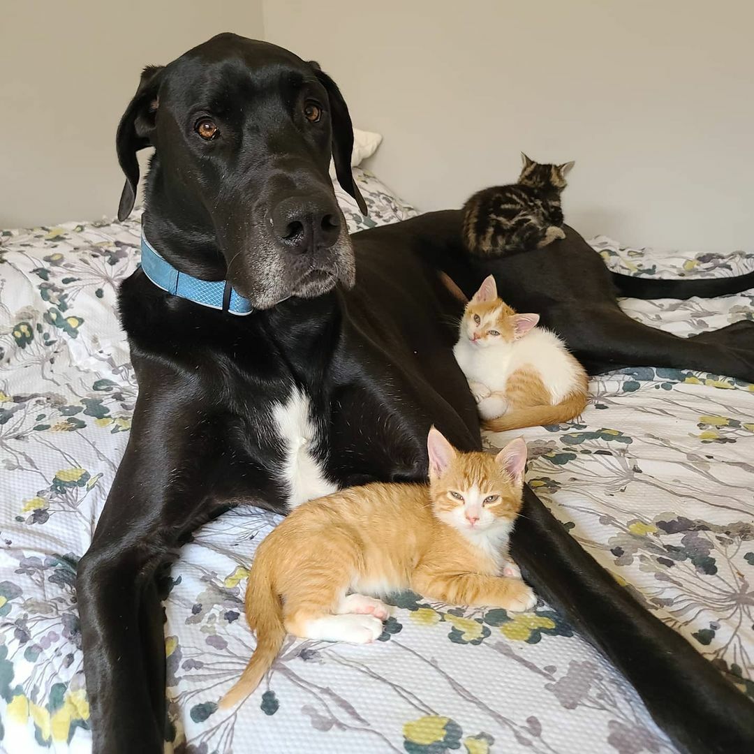 corbin, l’homme qui murmure à l’oreille des chatons, mère porteuse, père d’accueil. il est le plus heureux lorsqu’il est couvert de chatons.