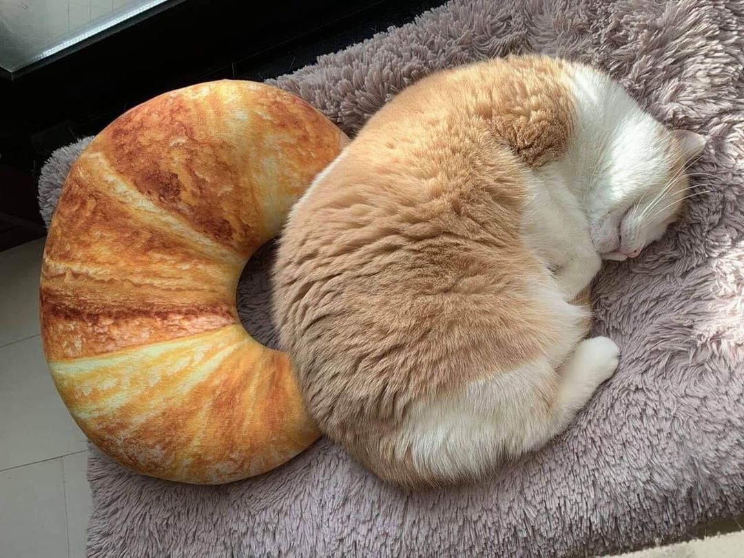 99 Purrfect Pics From “Unexplainable Cat Images” That Speak For Themselves