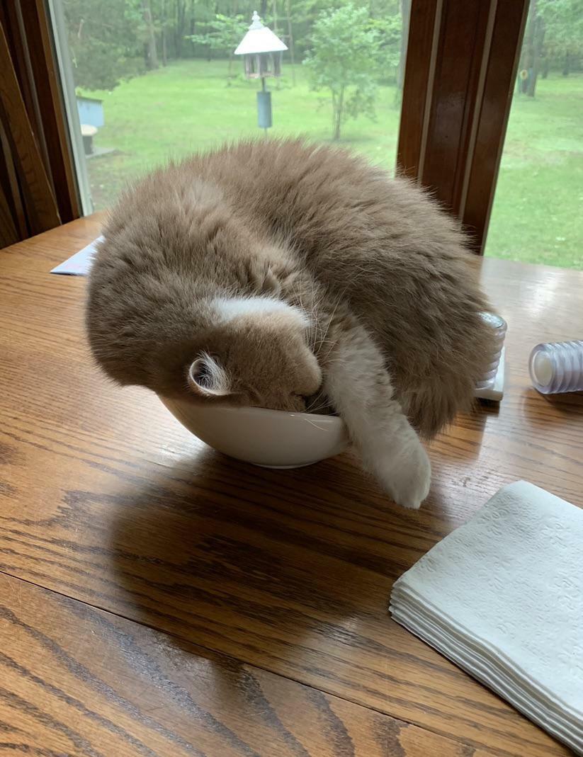 This Is My Napping Bowl Now!