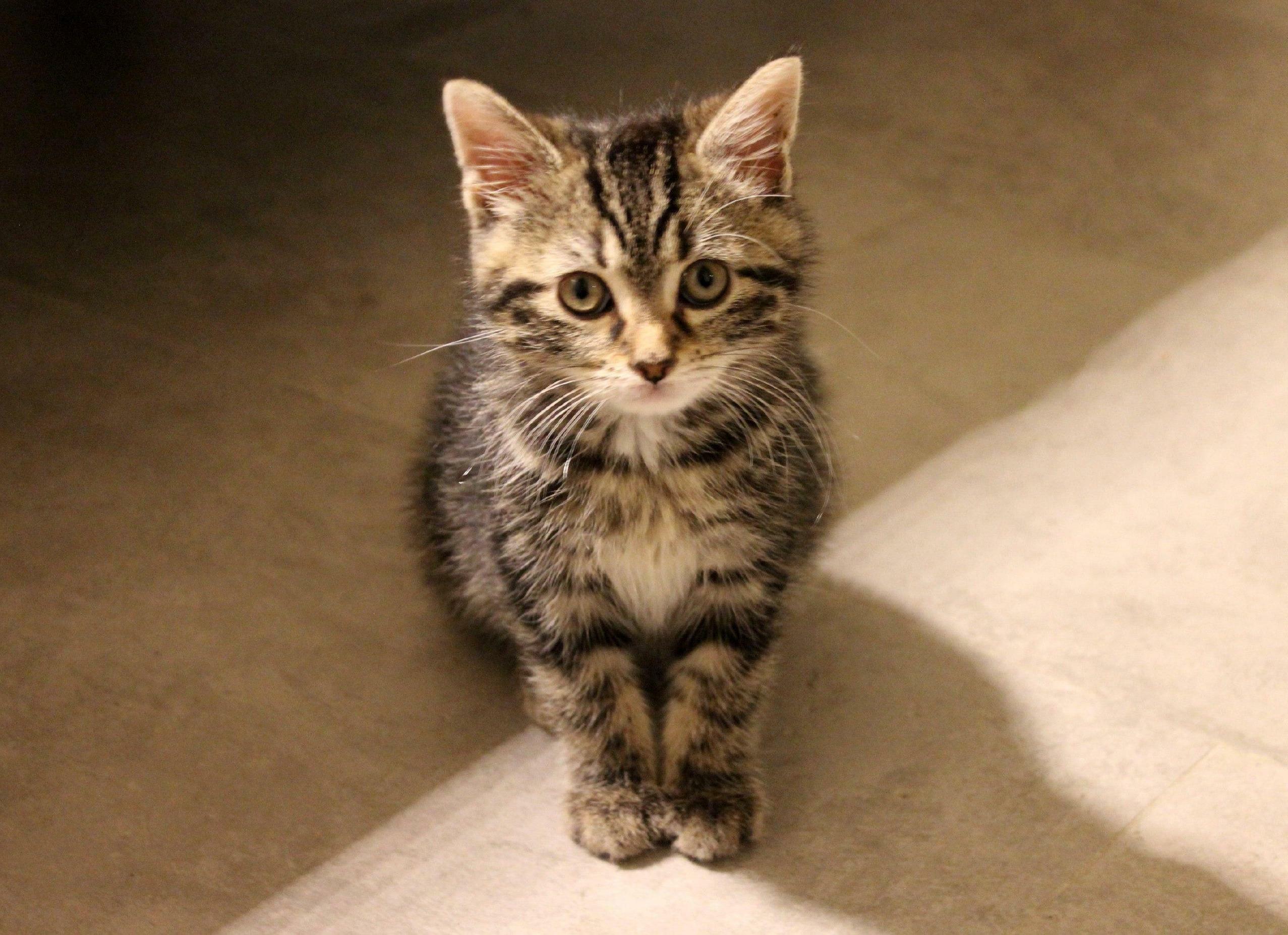 Rescued Him From A Crawl Space Behind My Garage A Couple Weeks Ago, And Now He Won’t Leave My Side. Everyone, Meet Orion