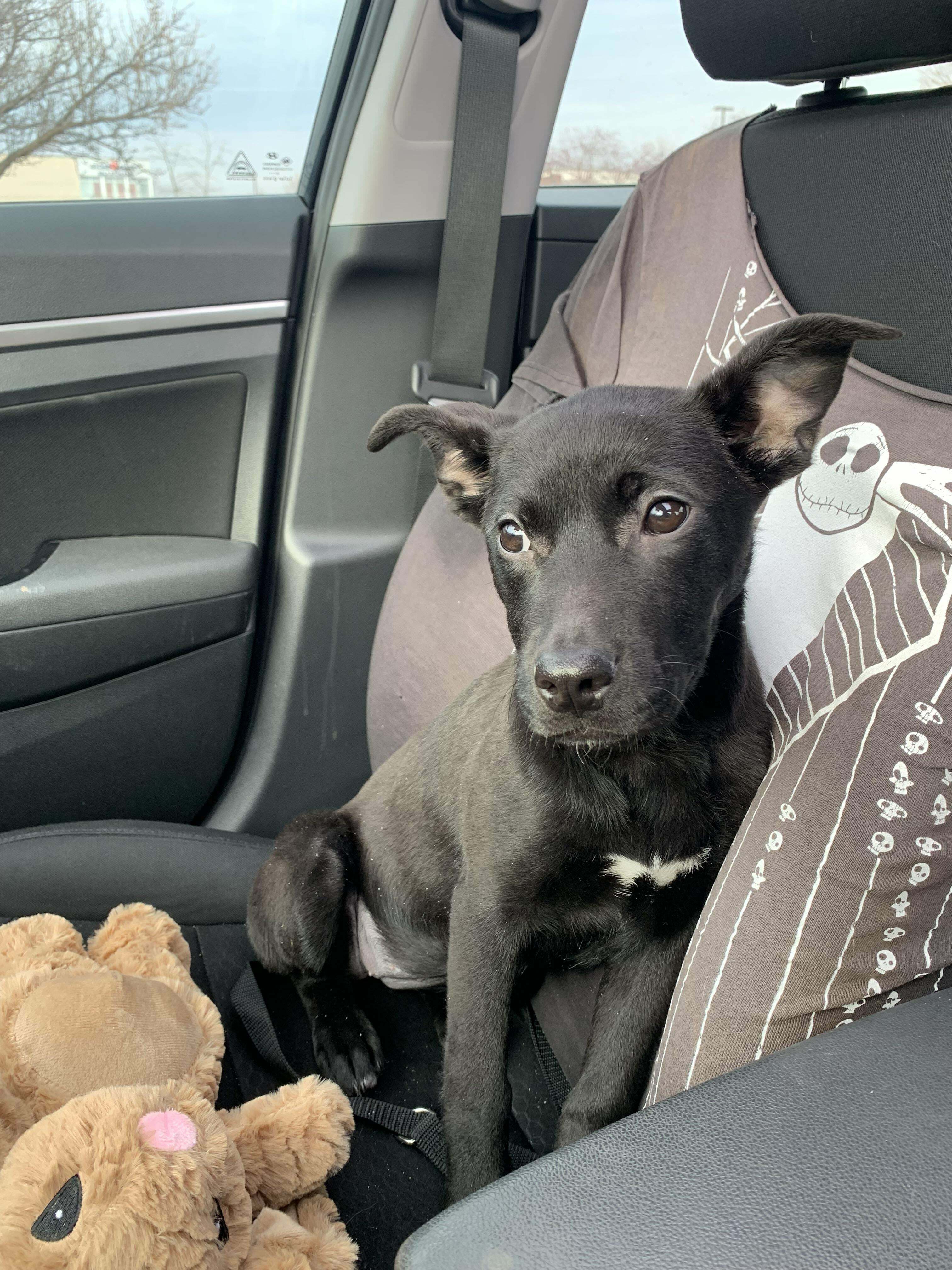 Wife And I Just Adopted This Lil Girl, Who Is Rightfully Nicknamed Stinker