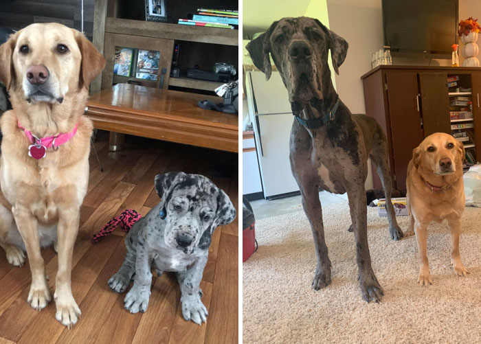 Vous vous souvenez de ces deux-là ? Nous avons pris une nouvelle photo. Cheyenne est de moins en moins amusée sur ces photos.