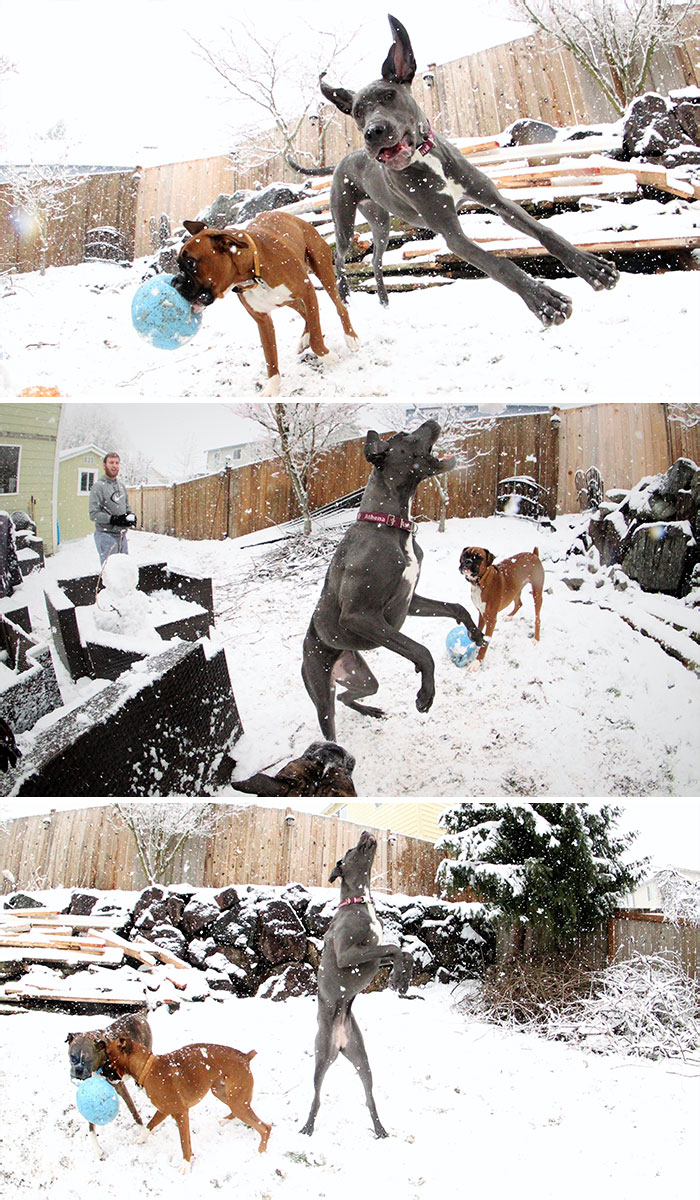 pour ceux qui ne trouvent pas de raisons de sourire dans cette apocalypse de neige à seattle, je vous propose un cody (boxer) et athena (dogue allemand) qui montrent comment profiter pleinement d’une journée de neige.