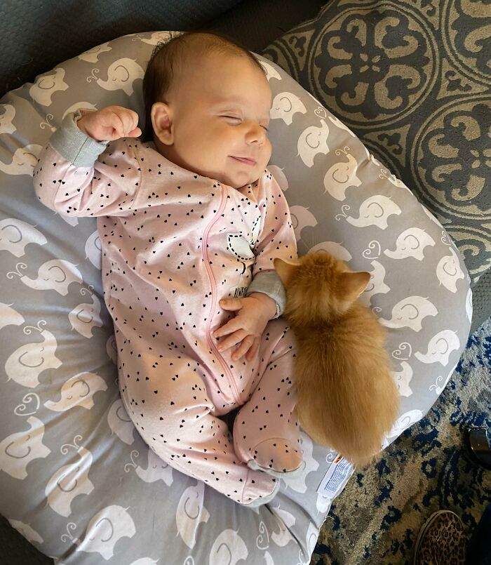 Our Cat Had Kittens Days After We Had Our Baby. The Kitten Climbs Into The Lounger With A Baby Whenever He Has The Chance. These Two Were Destined To Be Best Buds
