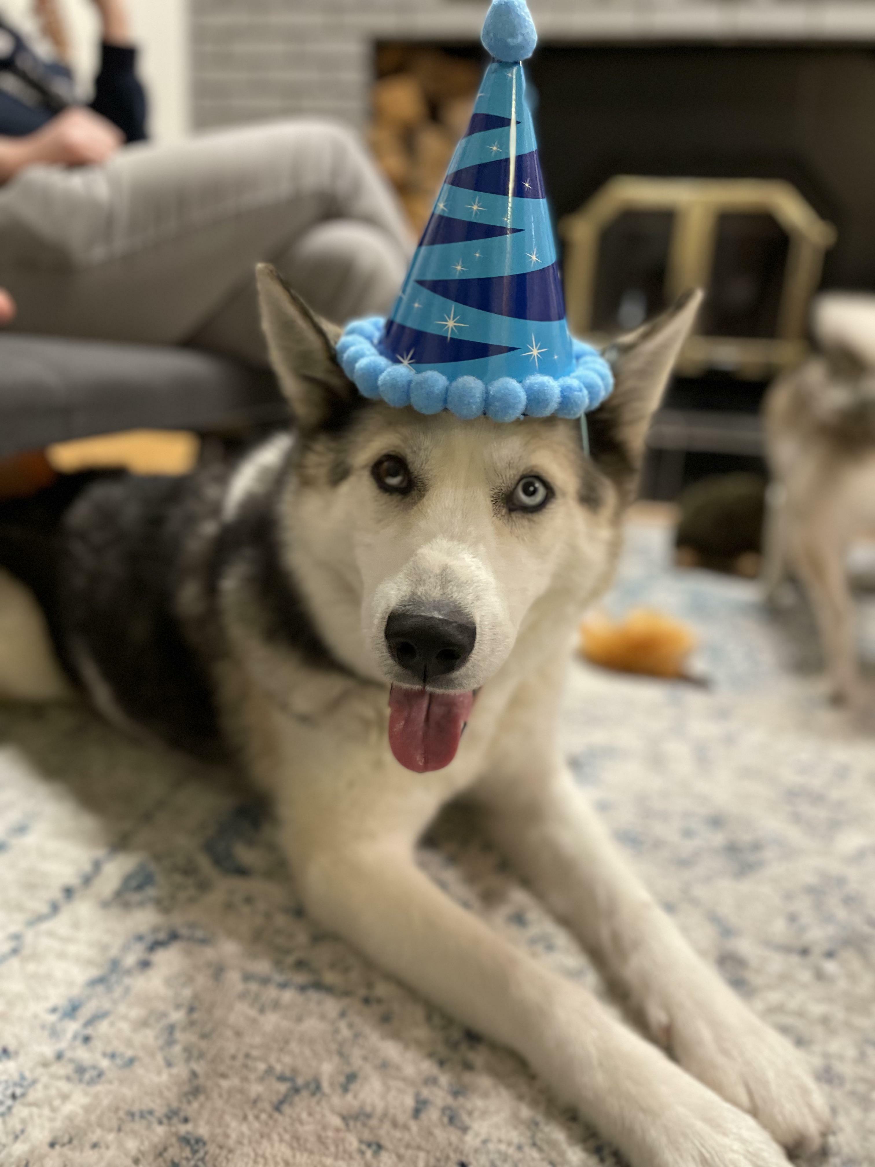 I Adopted A 10 Y/O Retired Sled Dog And It Was The Best Decision I Ever Made 💙
