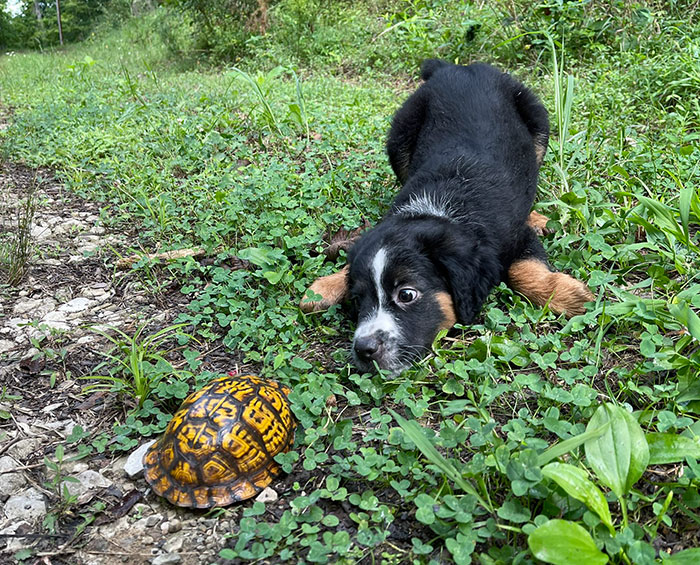 Le chiot a rencontré sa première tortue-boîte