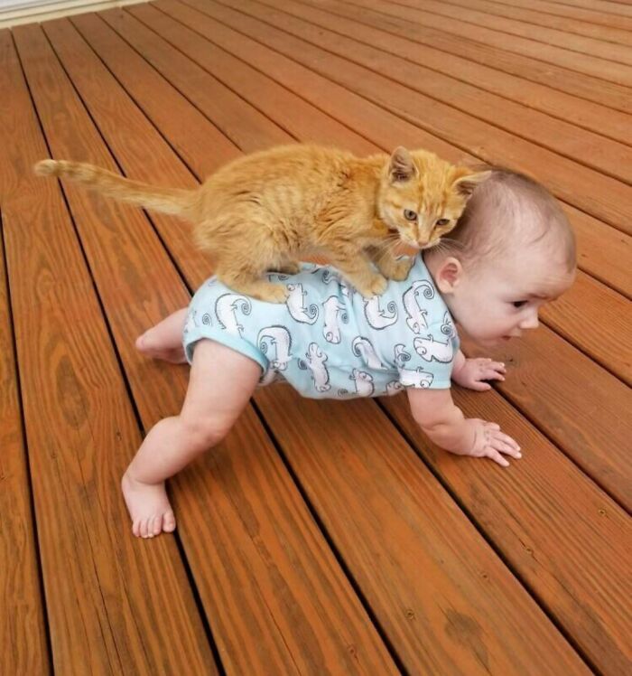 Apparently, A Cat Is Also Suitable As A ‘Babysitter’