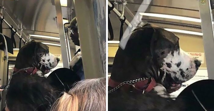 Aujourd’hui, un homme et son dogue allemand sont montés dans le train. Il y avait beaucoup de monde, il a dit au chien de se lever et le chien s’est mis sur deux pattes et a pris le train dans le tube transbay.