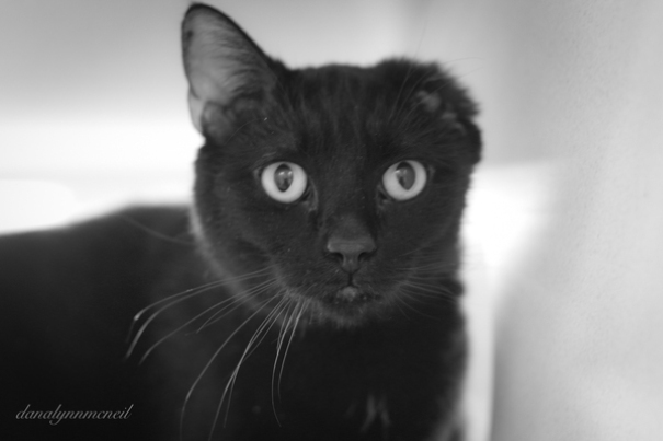 I’m An Amputee, He’s An Amputee, I Called To See If He Was Still Available And I’m Adopting Him Tommorow When They Open Up. I Feel Like It’s All Coming Together