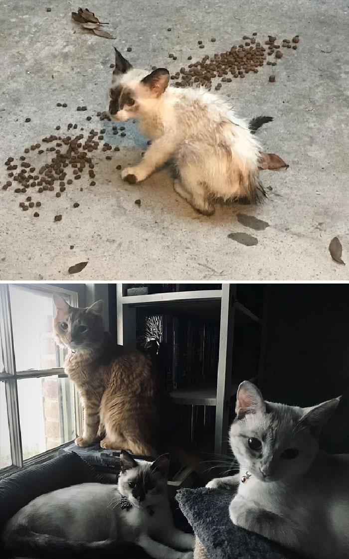 Mes trois chatons avant et après !
