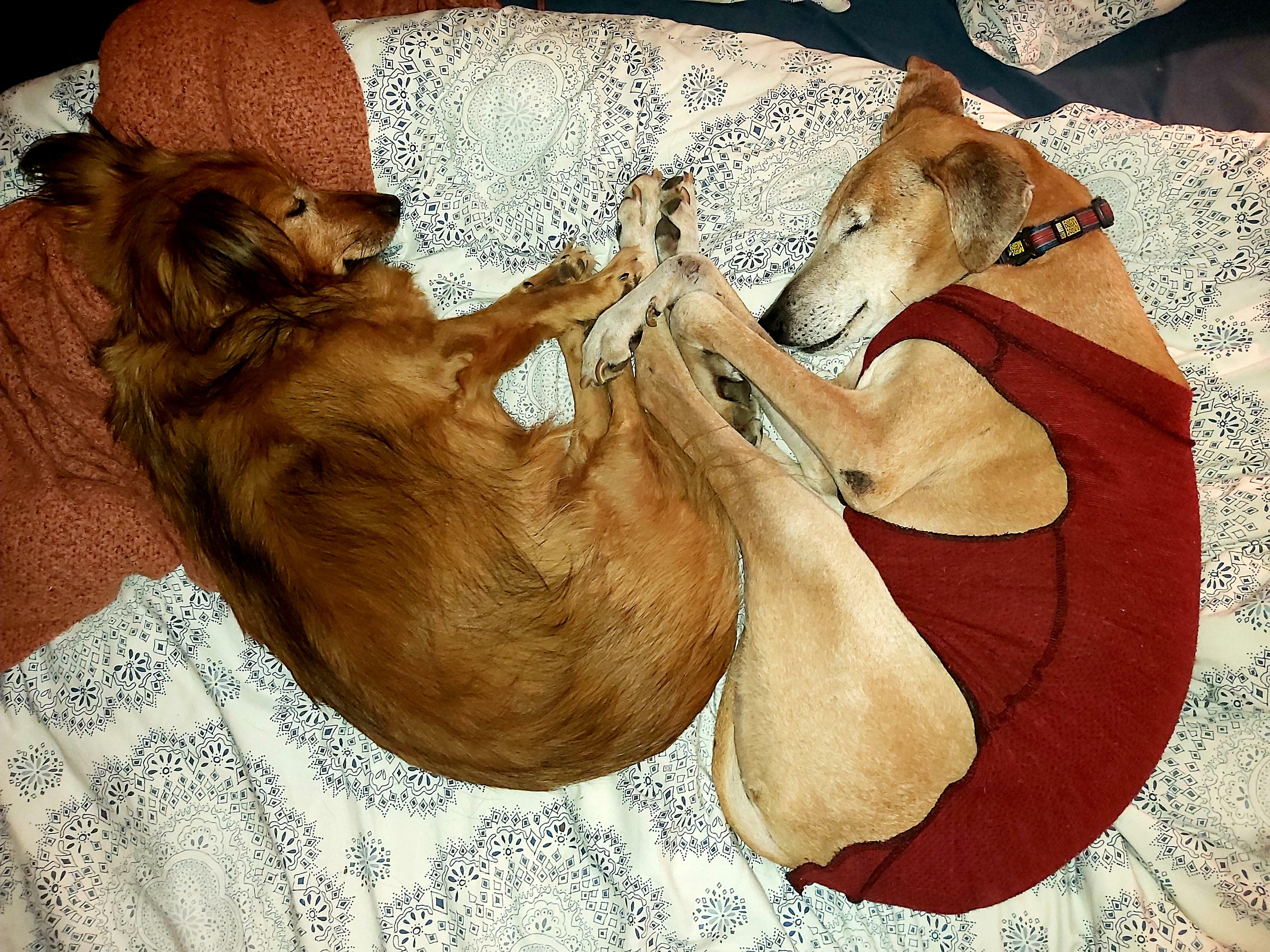 [oc] My Two Rescues Sleeping In A Heart Shape