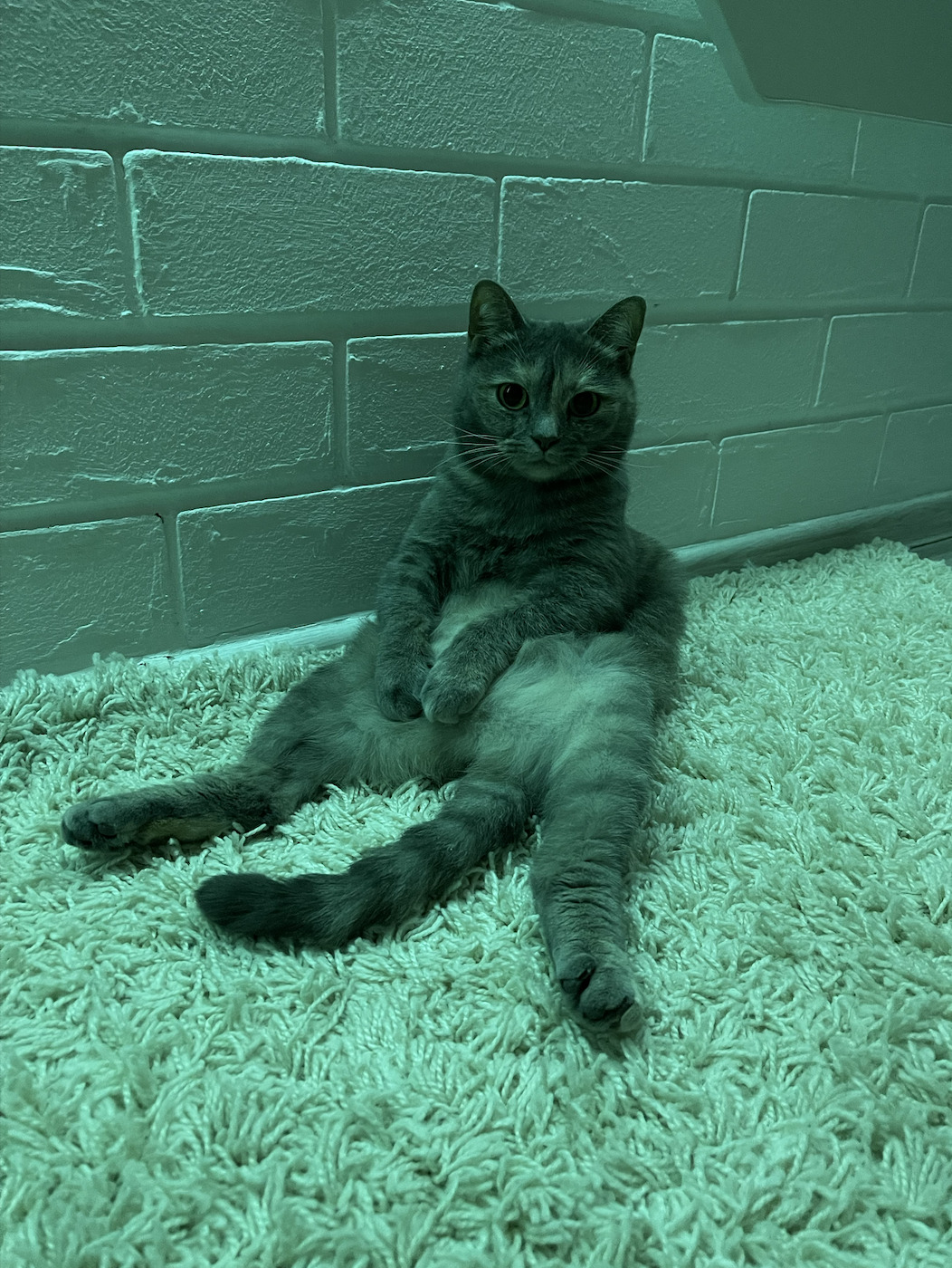 Adopted This Baby From A Shelter. He Sits Like This All Day… Maybe He’s Scared In A New House? Can Not Understand