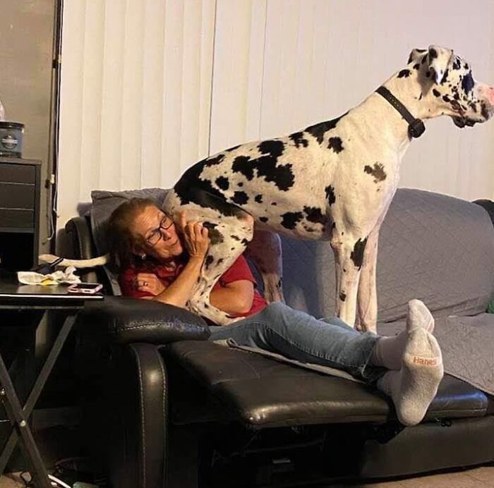 ma mère contre un dogue allemand de 10 mois