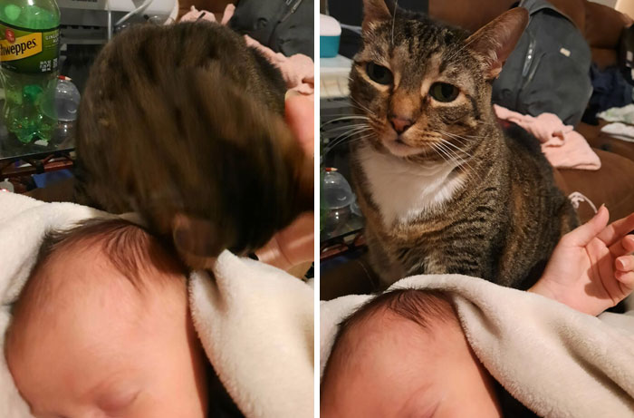 Cat Who Hates And Attacks/Runs From Everybody But Owner Now Madly In Love With Two-Week-Old « Sister ». Keeps A Watchful Eye Out When Anybody Holds The Baby