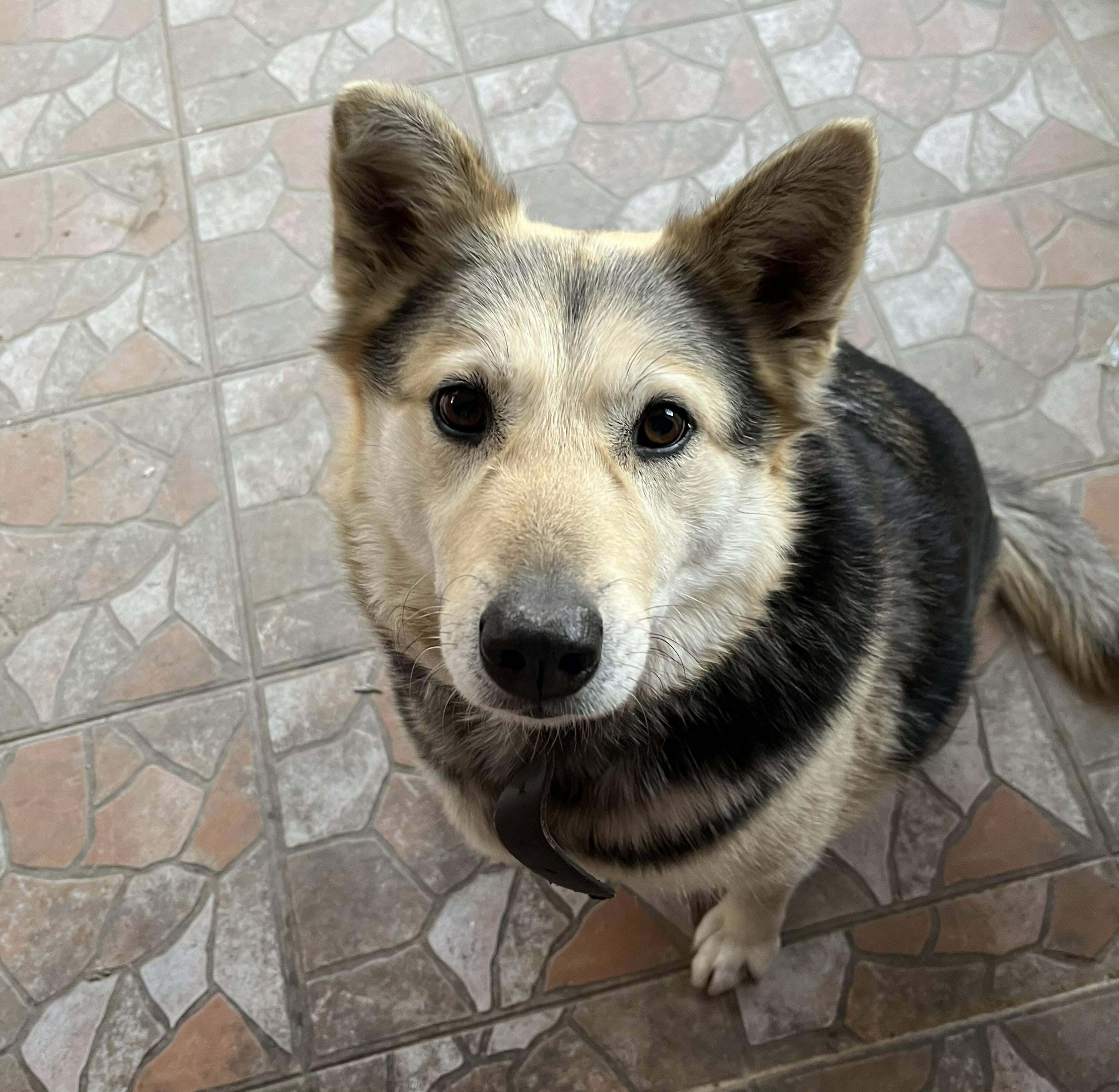 My Beautiful Adopted Baby, Vera . She Was Rescued From An Extremely Abusive Household, Being Tied To Barbed Wire And Beaten