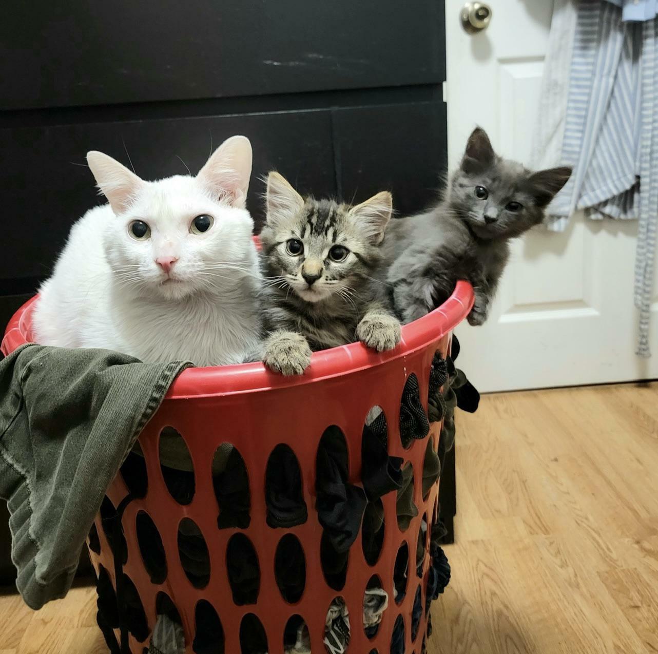 Adopted 2 Feral Kitties (Dill And Pickles). My Older Cat Sushi Thinks He Is Their Mom Now
