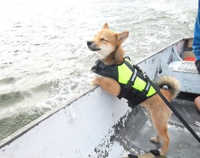 J’ai emmené mon chien faire sa première promenade en bateau