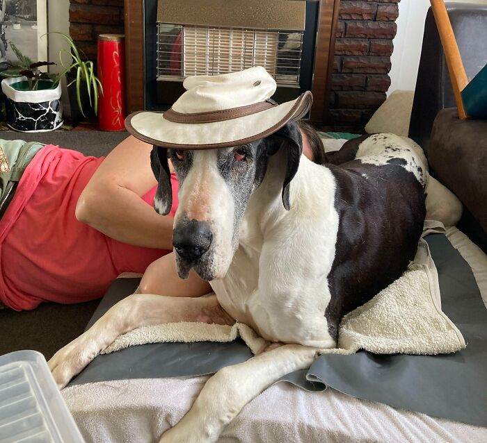 Joyeux anniversaire huhu. 14 ans, c’est incroyable pour un dogue allemand