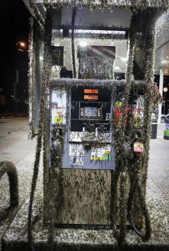 Qu’est-ce que c’est que cette nuée de bestioles de quelques centimètres de long sur les pompes à essence en Caroline du Sud ?