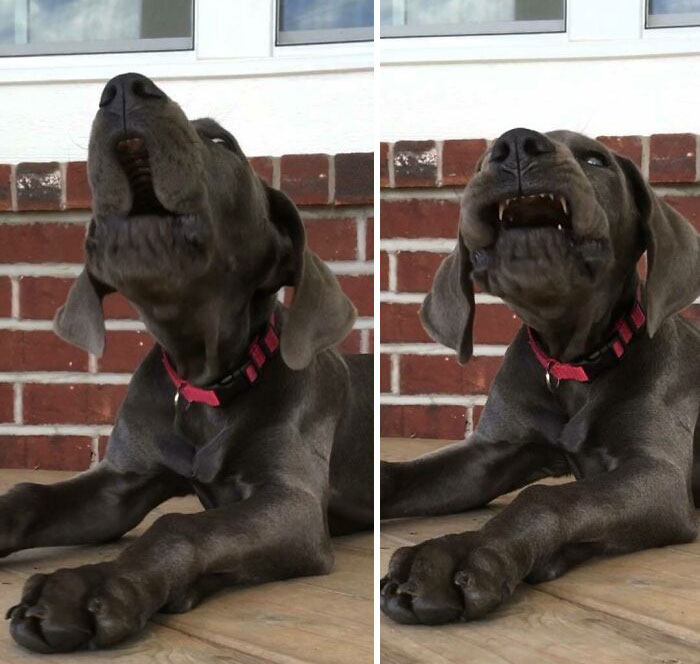 awooo