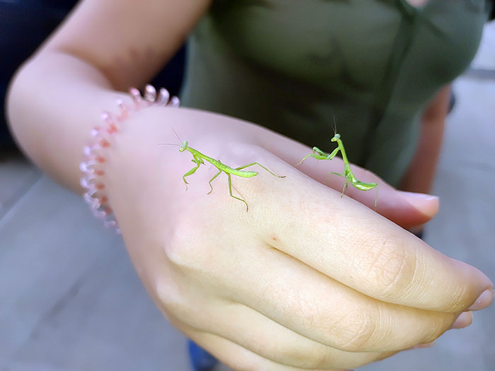This Picture I Took Of My Daughter Holding Praying Mantis Babies Looks Badly Photoshopped