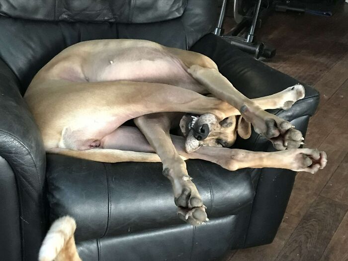 le dogue allemand de ma sœur est différent