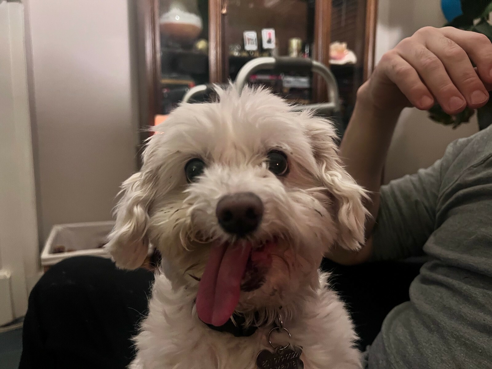 This Is Benji, My Friend’s Toothless Rescue. His Smiles Are The Best!