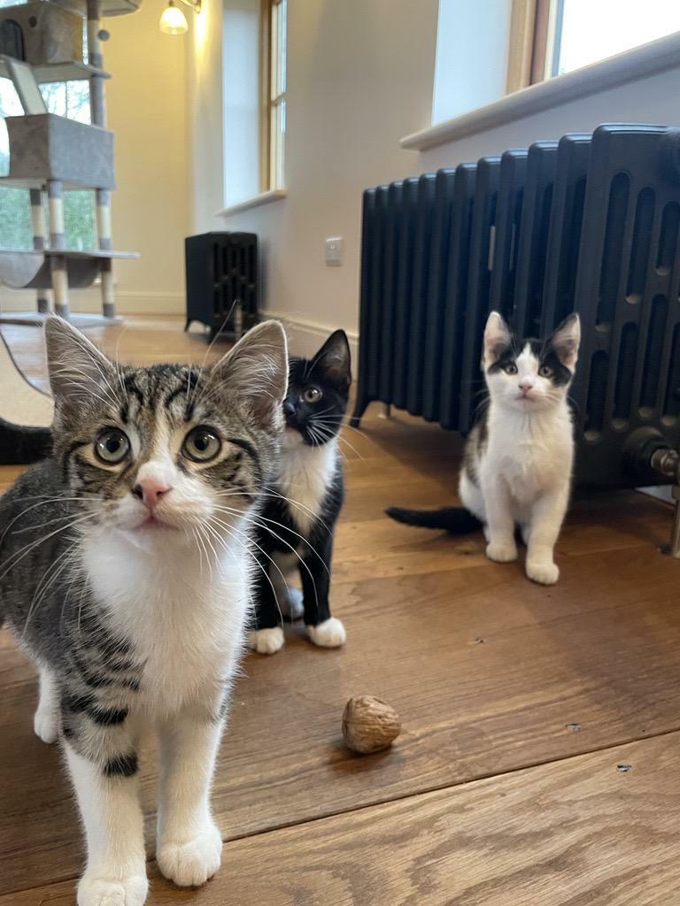 Boyfriends Parents Just Adopted These Three Kittens, They Were Told They Were 2 Girls And 1 Boy But Turns Out They’re All Brothers!