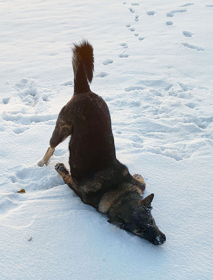 Mon berger allemand a fait l’expérience de la neige pour la première fois.