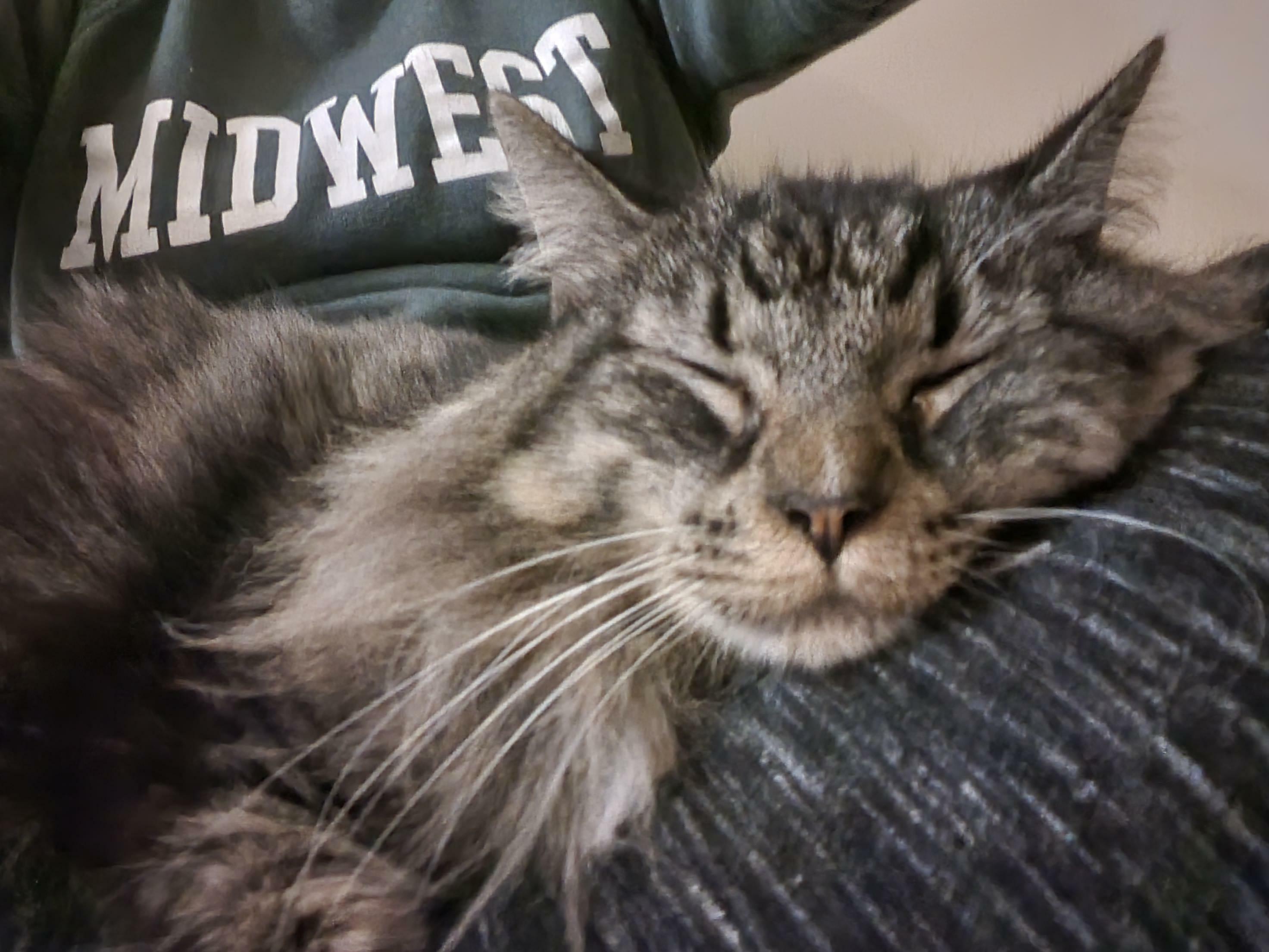 Newly Adopted Senior Sic. 12 Years Old And Spent 11 Of Those In The Shelter