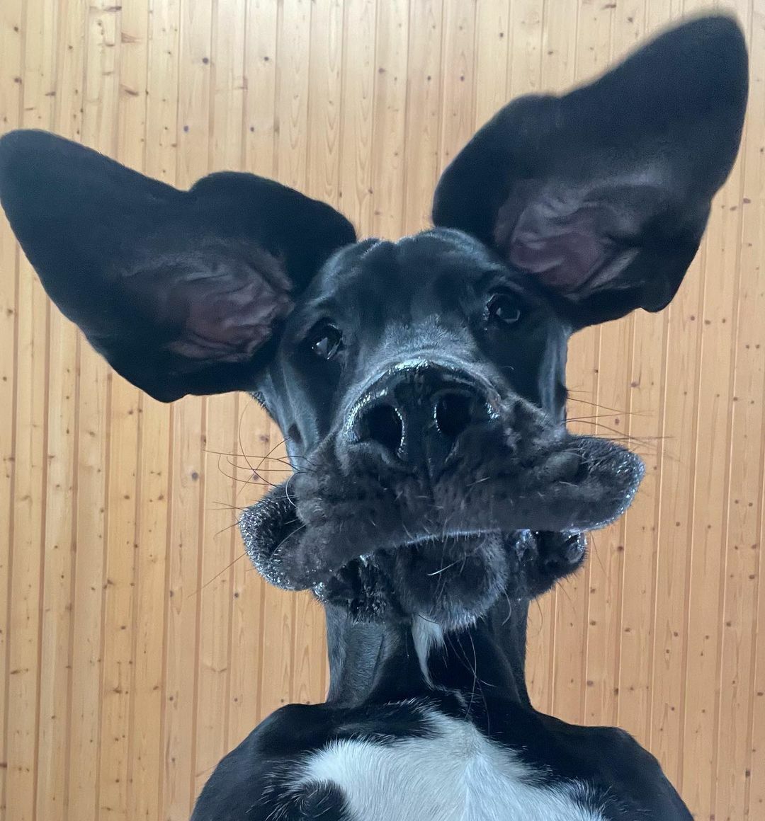 Ce moment ennuyeux où tu prends un selfie, où tes oreilles sont parfaites mais où ton visage est horrible.