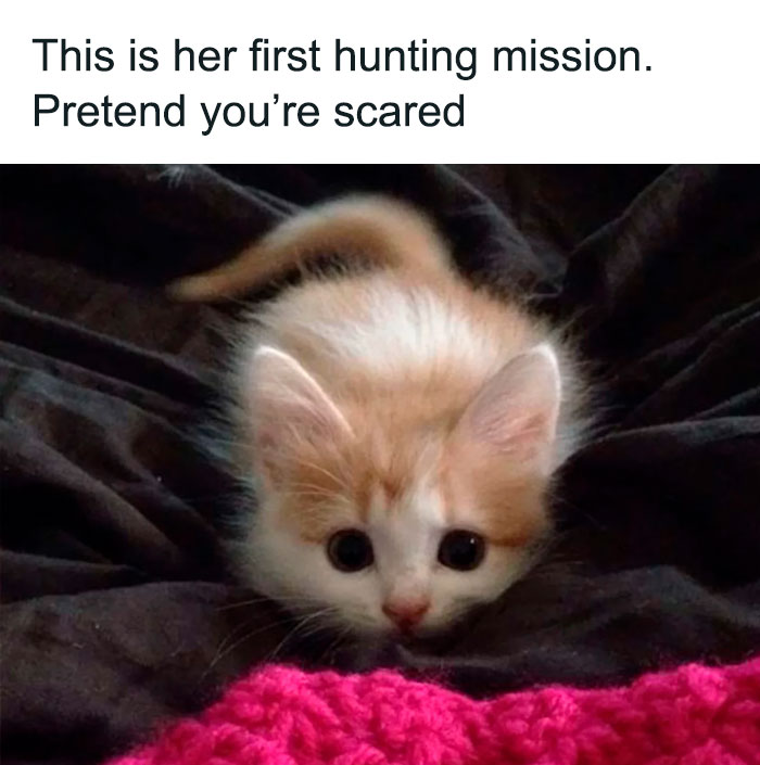 99 Purrfect Pics From “Unexplainable Cat Images” That Speak For Themselves