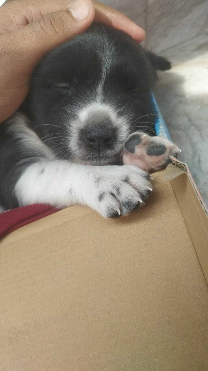 I Adopted This Little Guy From Streets, He Took His First Bath Today, Here Is Bruno Enjoying The Warmth Of Sun After The Bath