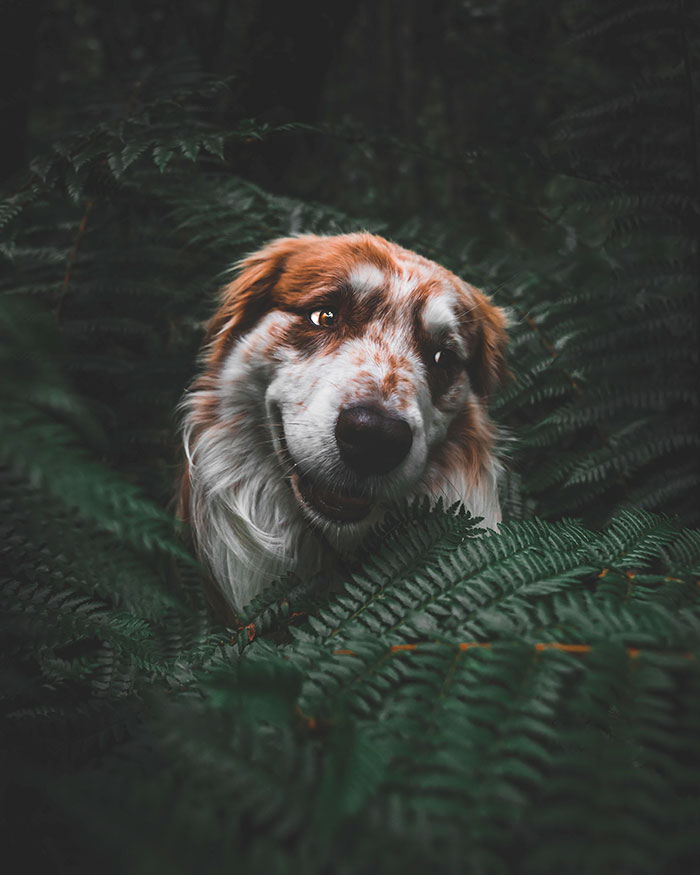 I Took A Picture Of My Pup In The Forest